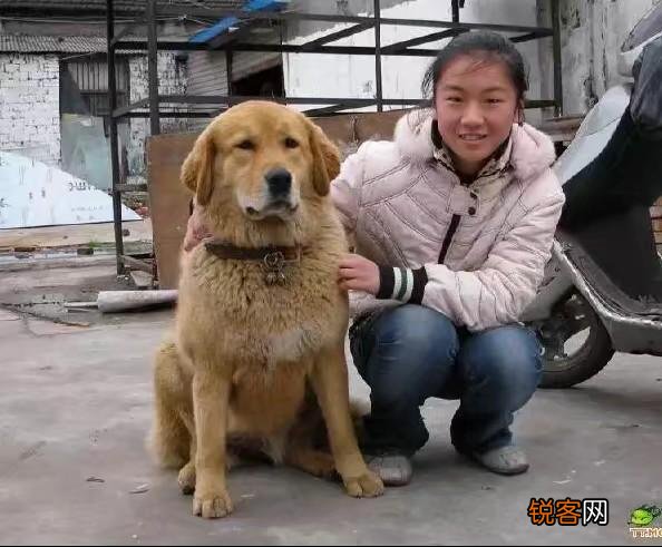 你见过最大的中华田园犬有多大？