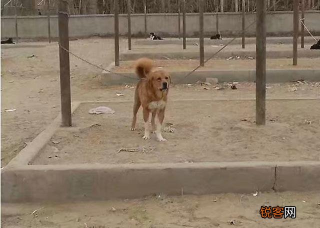 你见过最大的中华田园犬有多大？