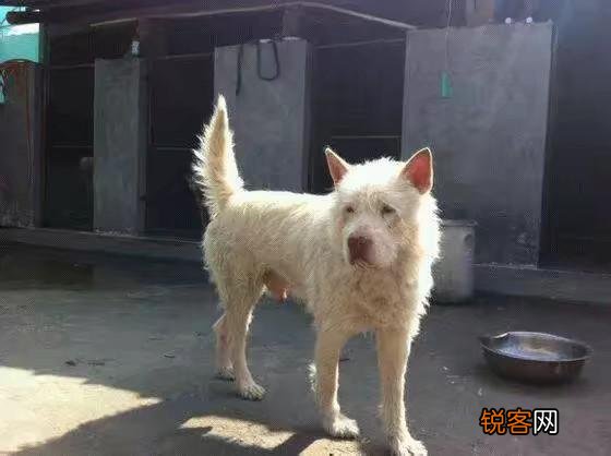 你见过最大的中华田园犬有多大？