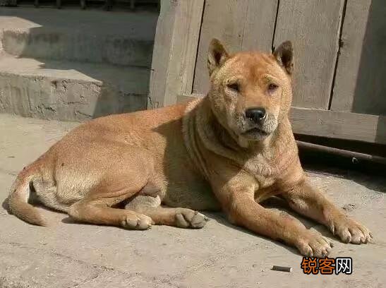 你见过最大的中华田园犬有多大？