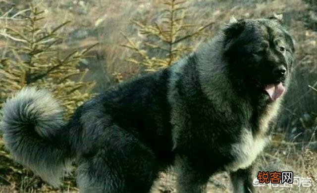 世上体型最大的猛犬是哪种？为什么？
