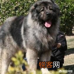 世界上最大的狗狗有多重？