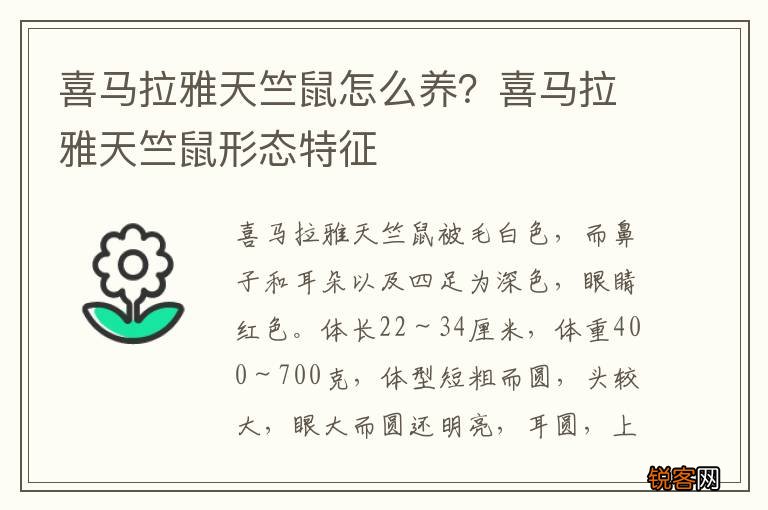 喜马拉雅天竺鼠怎么养？喜马拉雅天竺鼠形态特征