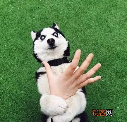 世界上最庞大的狗狗是哪一种？