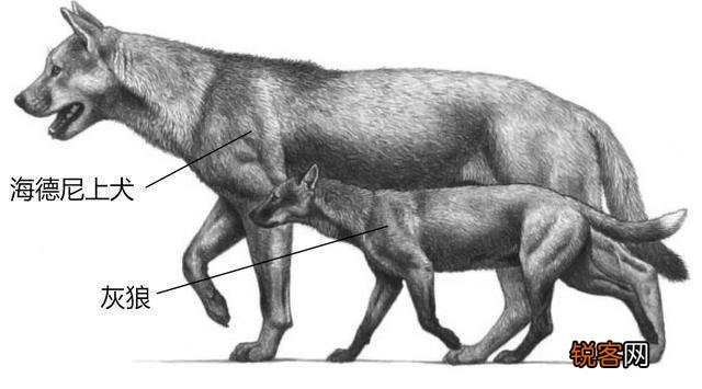 巨颏虎打的过海德尼上犬吗？