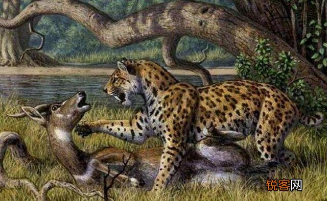 巨颏虎打的过海德尼上犬吗？