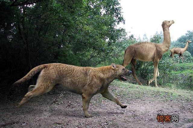 巨颏虎打的过海德尼上犬吗？
