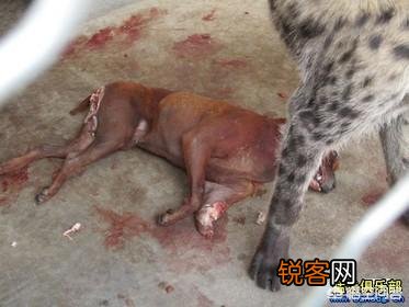 两只体型最大的高加索可以打得过一只非洲鬣狗吗？为什么？