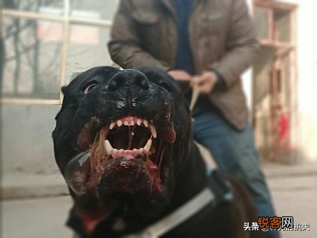 有什么狗狗长得比较“凶”,坏人都不敢靠近的那种？