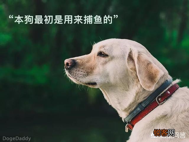 世上忠诚度最高的犬种是哪种狗？为什么？