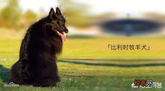 世上忠诚度最高的犬种是哪种狗？为什么？