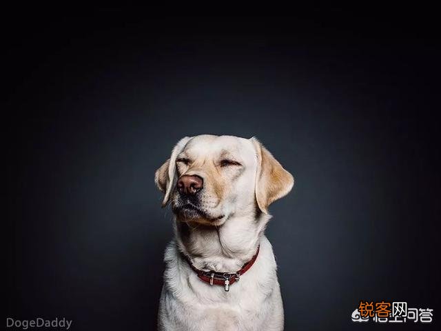 世上忠诚度最高的犬种是哪种狗?为什么?