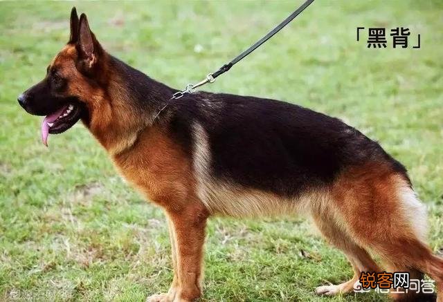 世上忠诚度最高的犬种是哪种狗？为什么？