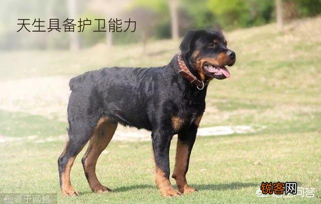 世上忠诚度最高的犬种是哪种狗？为什么？