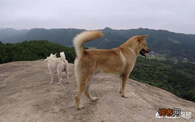 世上忠诚度最高的犬种是哪种狗？为什么？