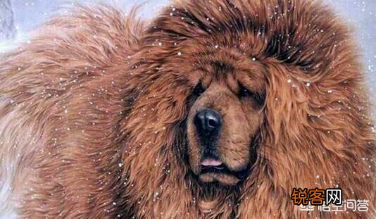 世上忠诚度最高的犬种是哪种狗？为什么？