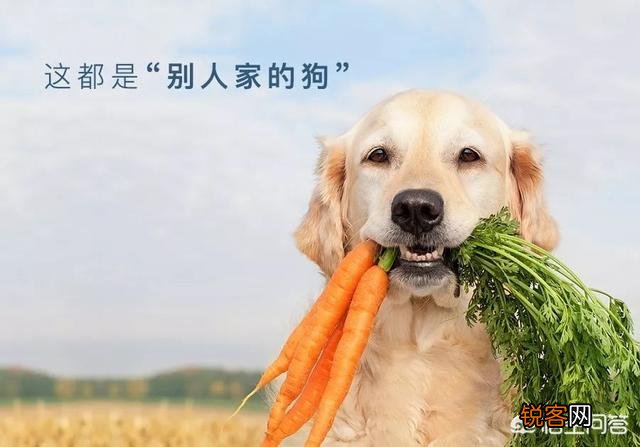 世上忠诚度最高的犬种是哪种狗？为什么？
