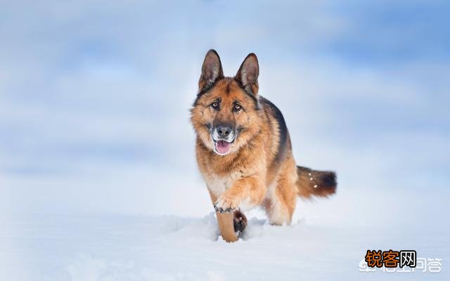 世上忠诚度最高的犬种是哪种狗？为什么？