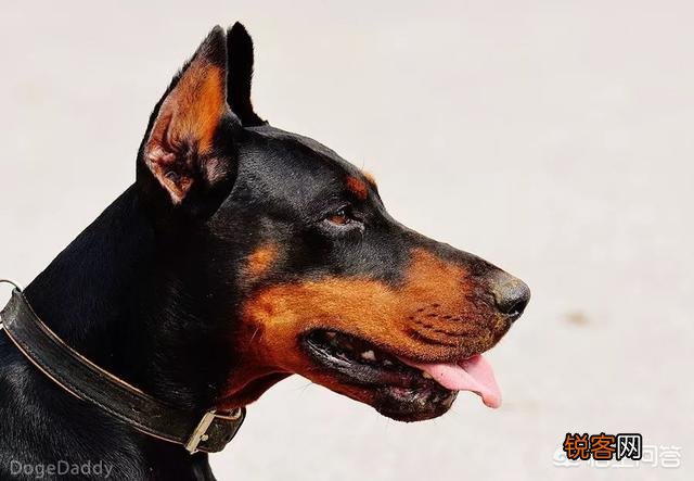 世上忠诚度最高的犬种是哪种狗？为什么？