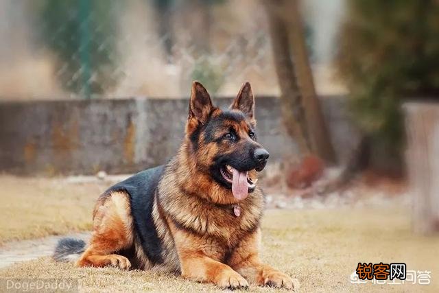 世上忠诚度最高的犬种是哪种狗？为什么？