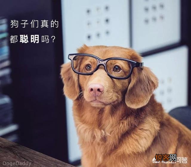 世上忠诚度最高的犬种是哪种狗？为什么？