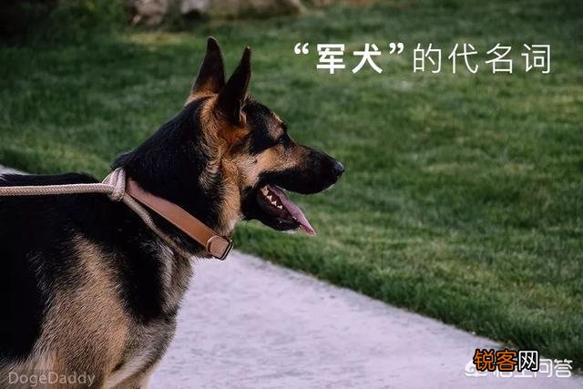 世上忠诚度最高的犬种是哪种狗？为什么？