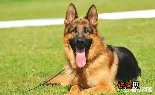 世上忠诚度最高的犬种是哪种狗？为什么？