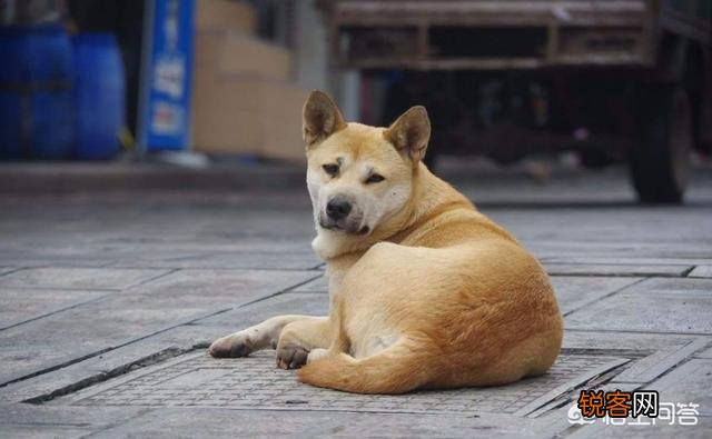 世上忠诚度最高的犬种是哪种狗？为什么？