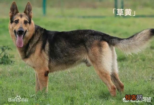 世上忠诚度最高的犬种是哪种狗？为什么？