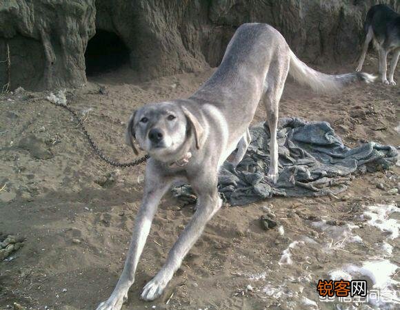 世界上最大的细犬品种,是什么犬？