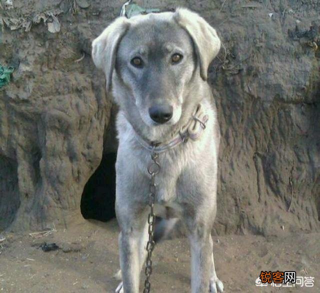 世界上最大的细犬品种,是什么犬？