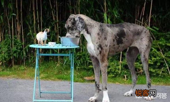 世界上最大的是犬种可以和最小的犬种杂交吗？