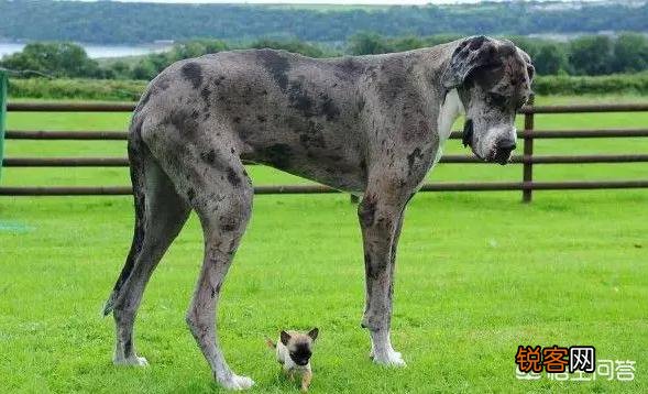 世界上最大的是犬种可以和最小的犬种杂交吗？
