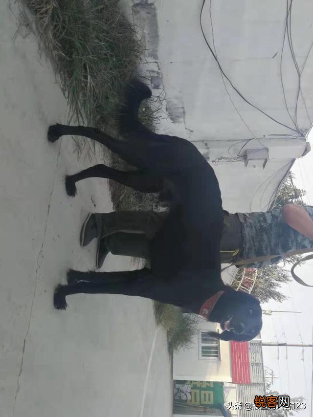 世界上最大的是犬种可以和最小的犬种杂交吗？