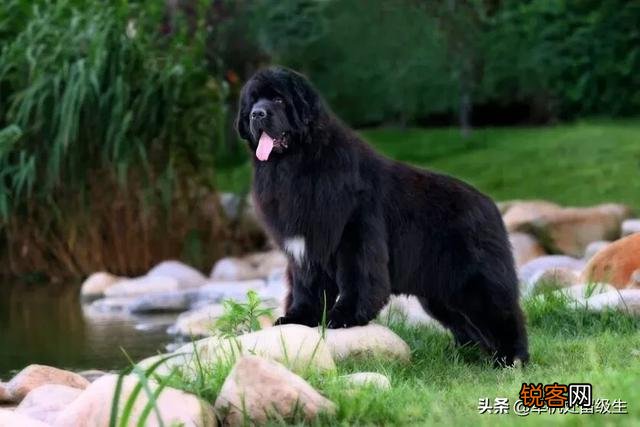 最大的狗是什么狗？