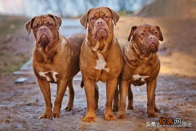 最大的狗是什么狗？