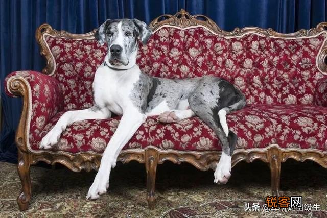 最大的狗是什么狗？