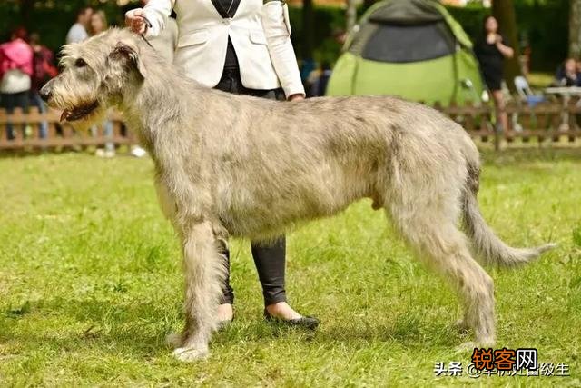 最大的狗是什么狗？