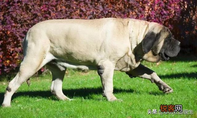最大的狗是什么狗？