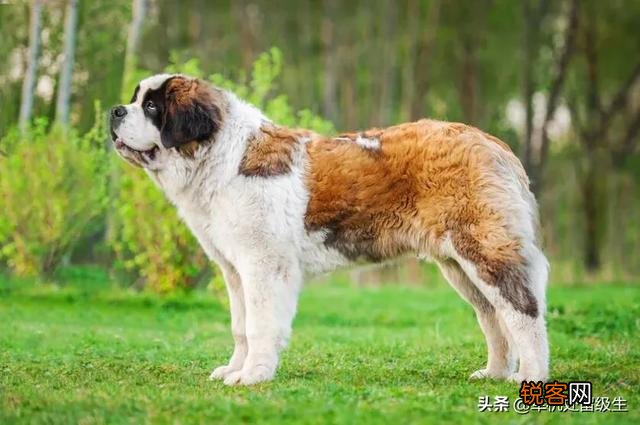 最大的狗是什么狗？