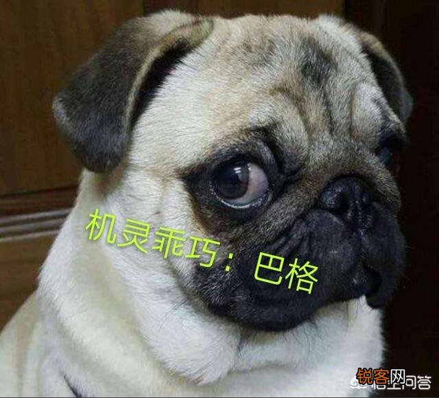 最贵的狗狗是什么品种,需要多少钱？