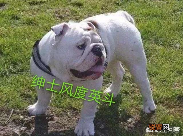最贵的狗狗是什么品种,需要多少钱？