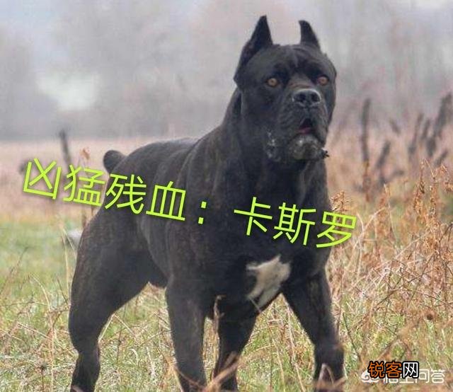 最贵的狗狗是什么品种,需要多少钱？