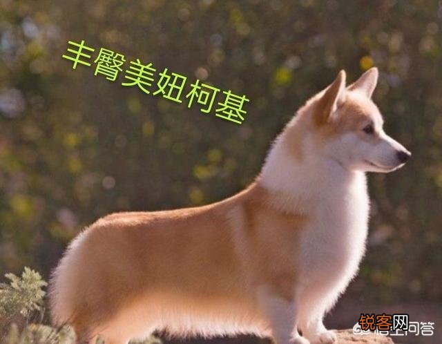 最贵的狗狗是什么品种,需要多少钱？