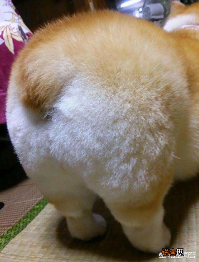 最贵的狗狗是什么品种,需要多少钱？