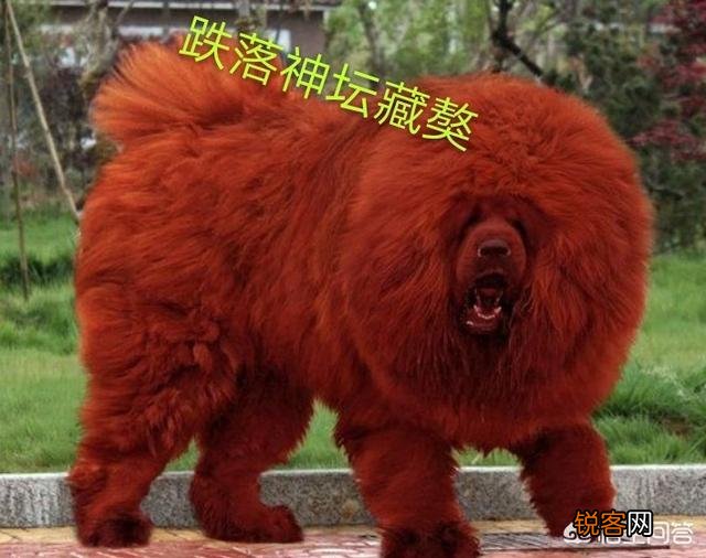 最贵的狗狗是什么品种,需要多少钱？