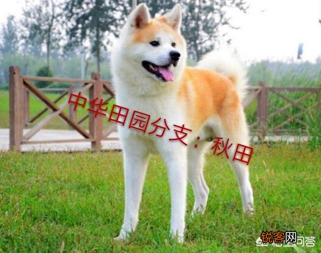 最贵的狗狗是什么品种,需要多少钱？