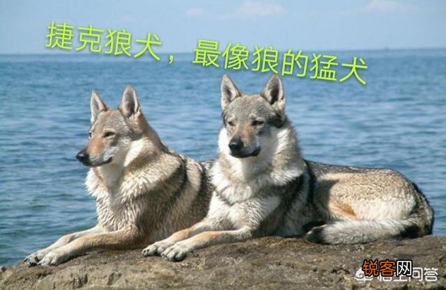 最贵的狗狗是什么品种,需要多少钱？