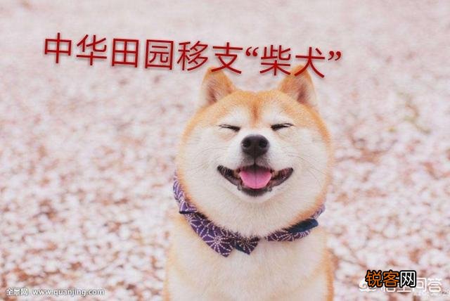 最贵的狗狗是什么品种,需要多少钱？