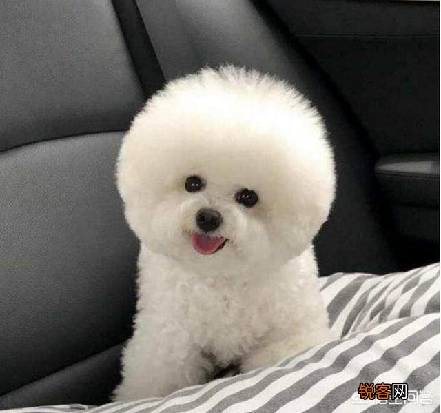 哪种狗狗最好？